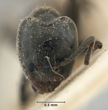 Media type: image;   Entomology 21283 Aspect: head frontal view